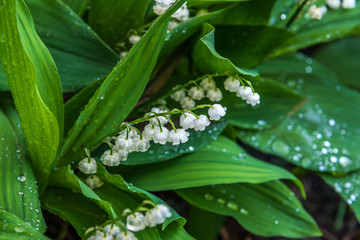 Convallaria