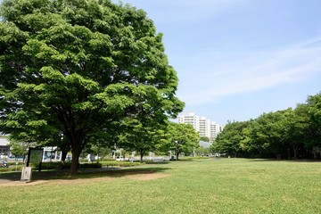 Obraz premium 多摩の新緑