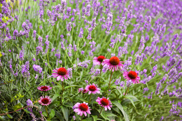 Echinacea flowers and lavender blossom on the background. Summer, Crimea - obrazy, fototapety, plakaty