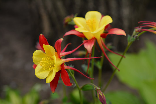 Flowers of yellow and red aquilegia in the spring garden.