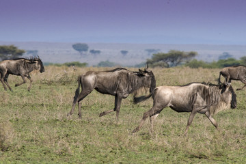 Obraz na płótnie Canvas Running Wildebeest