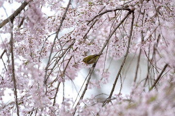 しだれ桜に留まるメジロ