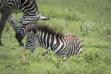 Naklejka premium Resting Baby Zebra