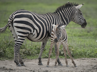 Cuddly Baby Zebra