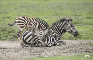 Fototapeta na wymiar Prancing Baby Zebra