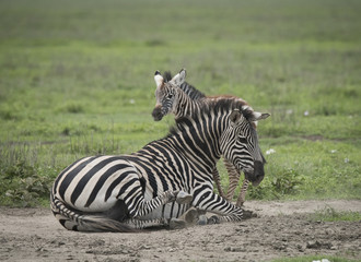 Fototapeta na wymiar Mama and Baby Zebra