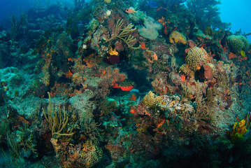 Naklejka na ściany i meble Wide angle of bright underwater coral reef