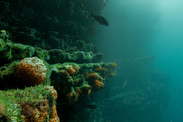 Fototapeta na wymiar Underwater Garden Soft Coral