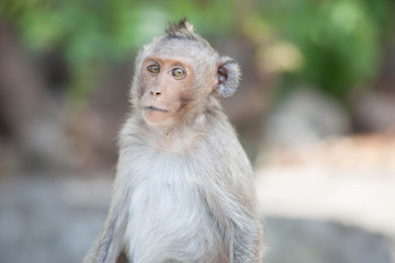 可愛いサル