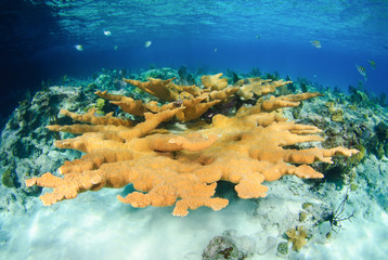 Large orange elkhorn coral in shallow blue water