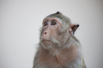 可愛いサル