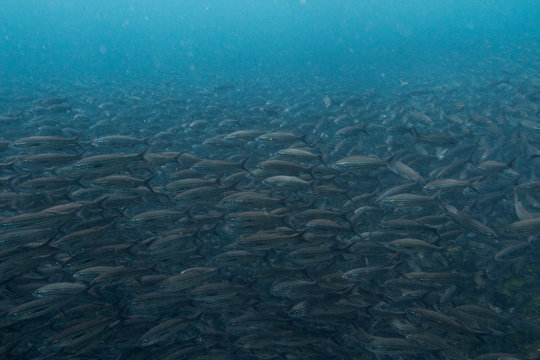 Fish School