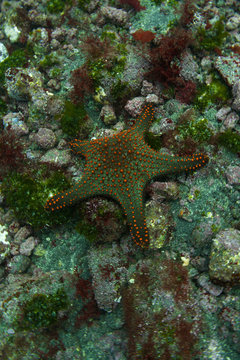 Large Starfish