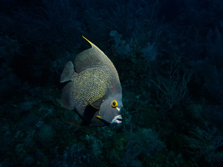 Curious French angelfish highlighted against dark reef