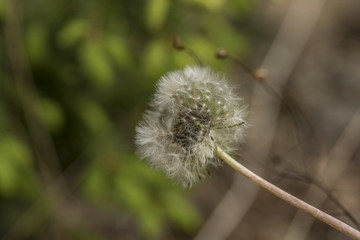 Yellow dandelion after rain in spring