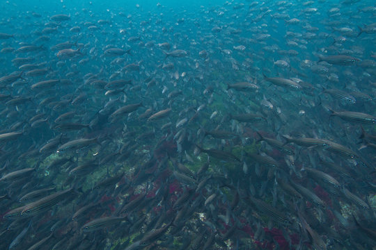 Parting School of Fish