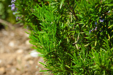 rosemary in flowers with blurred background