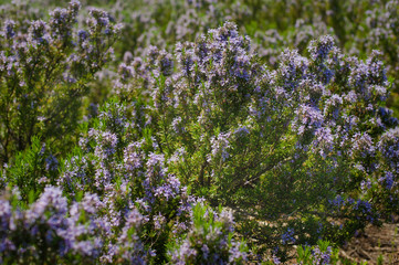 Blossoming rosemary plant