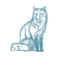 wolf wildlife animal image is hand drawn. pencil blue sketch of wolf vector illustration