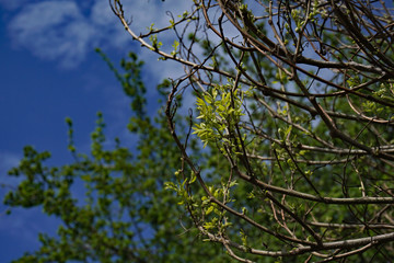 Spring Buds on Trees