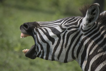 Braying Zebra © Betty Sederquist