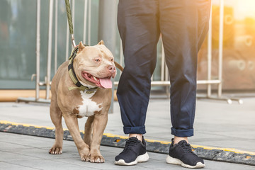 Strong stafford bull terrier in the city square