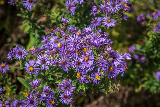 New England Aster