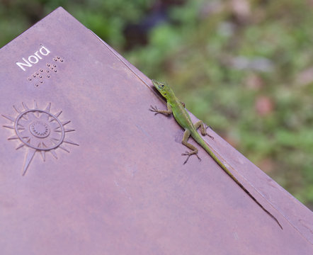 Anolis, l&eacute;zard vert, zandoli
