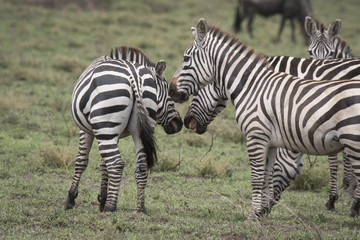 Fototapeta na wymiar Restive Zebras
