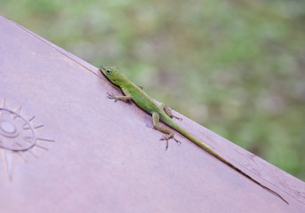 Anolis, lézard vert, zandoli © Marylène