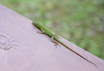 Anolis, lézard vert, zandoli