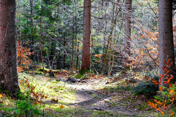 Track in the wild Carpathians forest