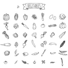 Hand drawn doodle vegetables icons set Vector illustration seasonal veggies symbols collection Cartoon different kinds of vegetables Various types on white background Sketchy style