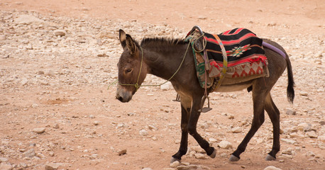 Donkey walking through sand in Petra Jordan. The donkey is used to transport tourists through the ancient Nabatean city. He wears a halter, blanket and saddle and is seen in profile.