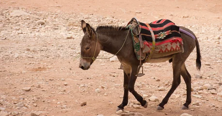 Photo sur Plexiglas Âne Donkey walking through sand in Petra Jordan. The donkey is used to transport tourists through the ancient Nabatean city. He wears a halter, blanket and saddle and is seen in profile.