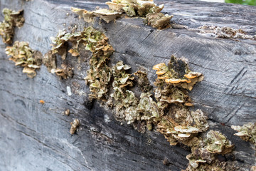 Mushrooms on the tree. Bali island, Indonesia.