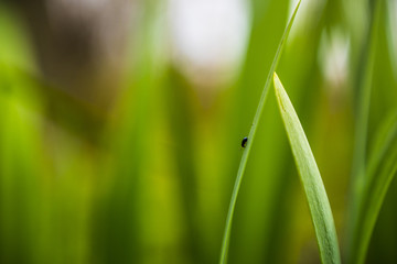 Tall grass close up bug 2