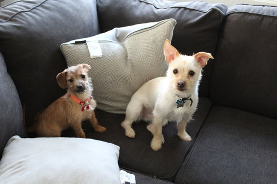 Spark and Koda being cute