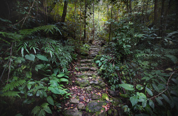 Stone path in the jungle