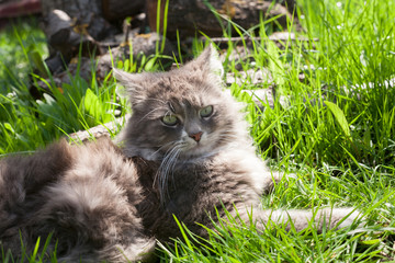 Naklejka na ściany i meble Beautiful gray furry cat lies and is played in the green dense