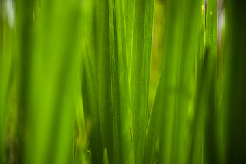 Fototapeta na wymiar Tall Grass Macro