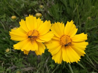 bees and flowers in park
