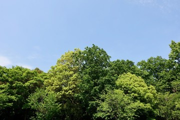 新緑