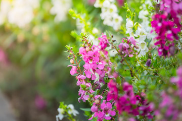 The background image of the colorful flowers