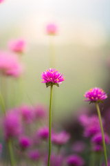 Fototapeta premium The background image of the colorful flowers