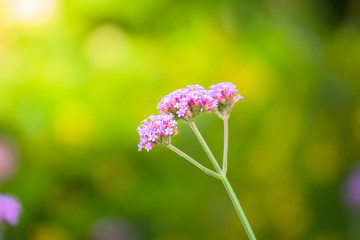 The background image of the colorful flowers