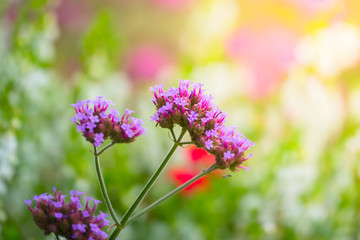 The background image of the colorful flowers