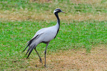 emoiselle crane (Grus virgo)