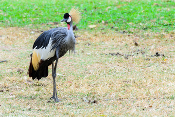 Grey crowned crane.