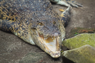 A large crocodile with a gaping mouth